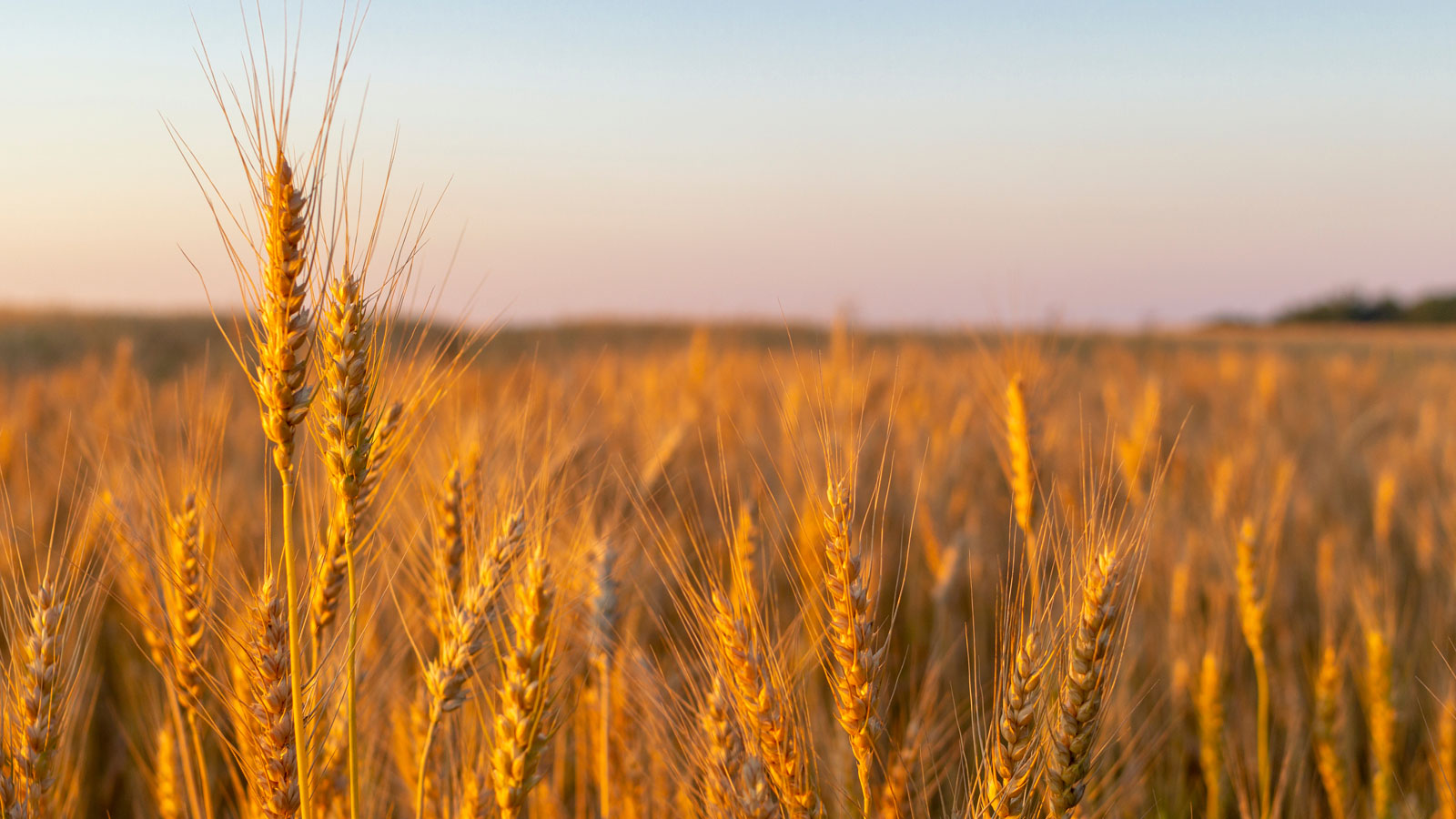 Golden Wheat Grass.jpg